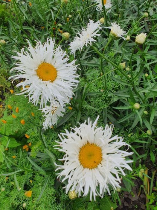 Саженцы цветов многолетних пеннисетум