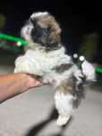 Shih Tzu de excelente linhagem