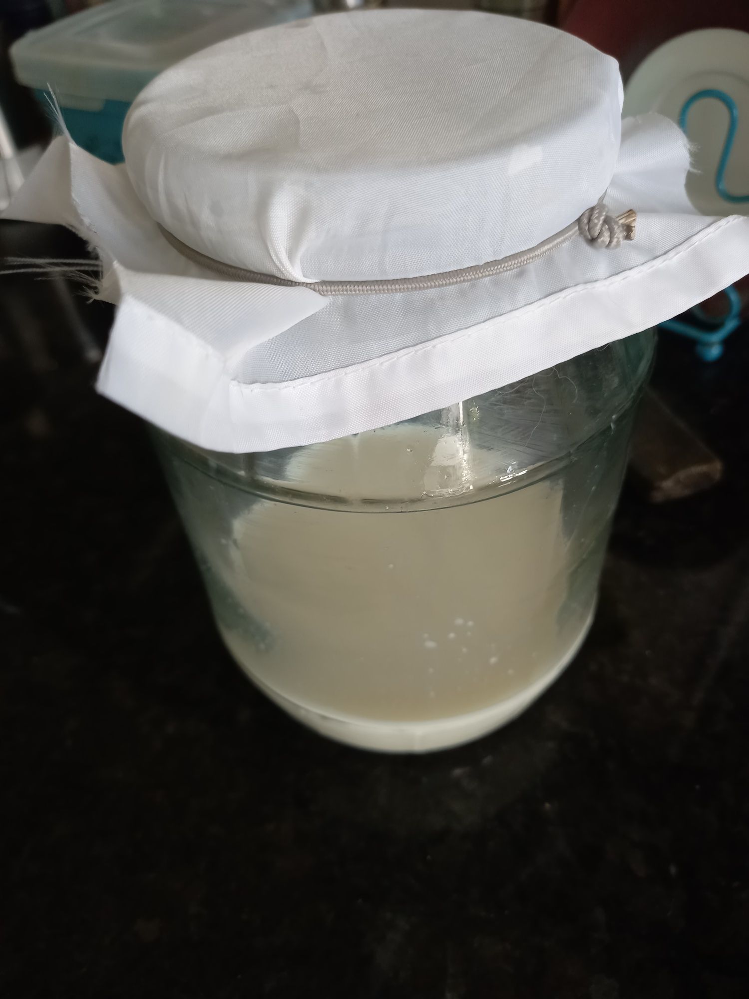 Grãos de kefir de leite