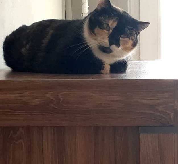 Piękna Izunia poleca się do adopcji;)