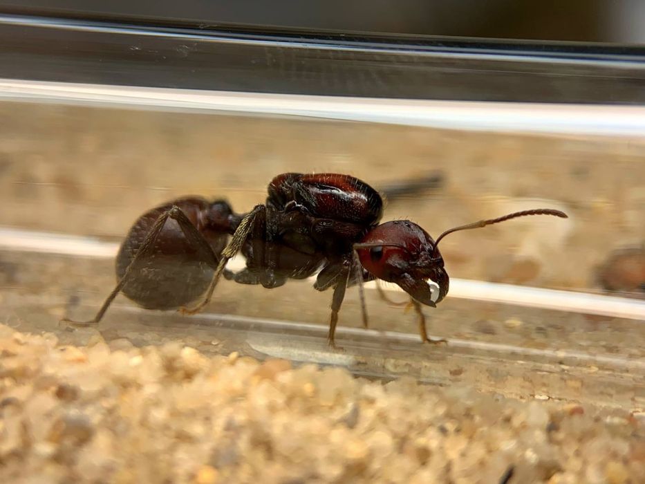 Экзотические Муравьи | Messor Cephalotes | Матки/Колонии/Формикарий