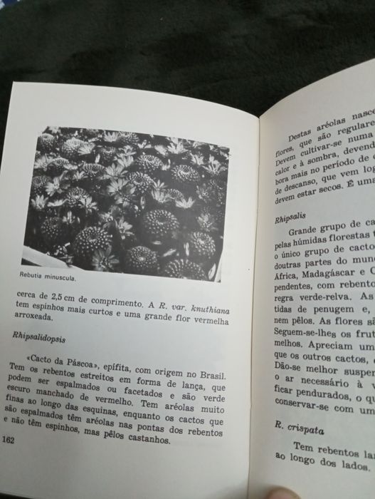 Cactos	NILAUS JENSEN. (J.) 	Cultura e Tempos Livres - 1977
