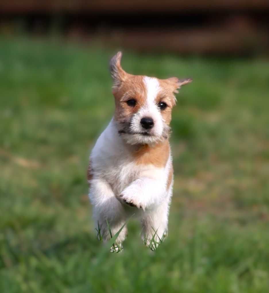 Jack Russell Terrier ZKwP, FCI piesek