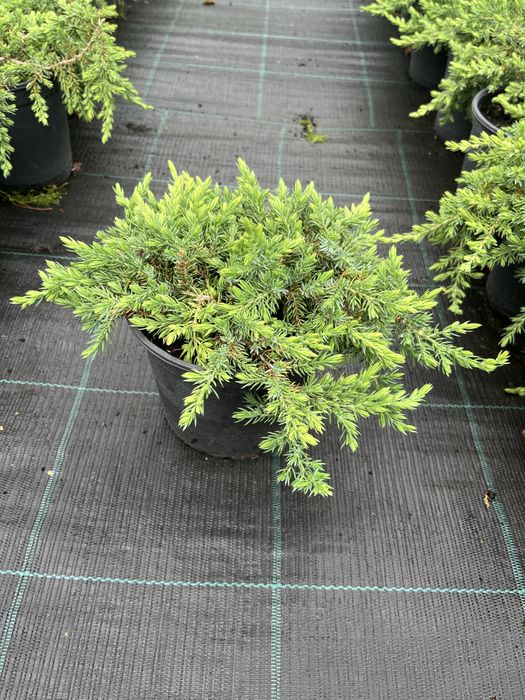 Ялівець лежачий грін карпет