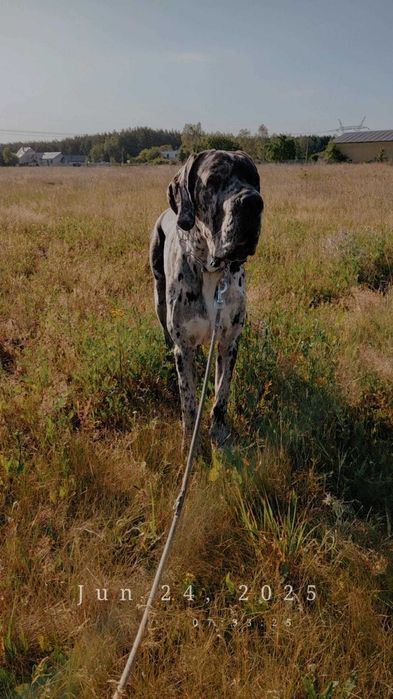 Dog Niemiecki 2.5 roczny do adopcji