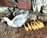 Patos Mudos de boa qualidade