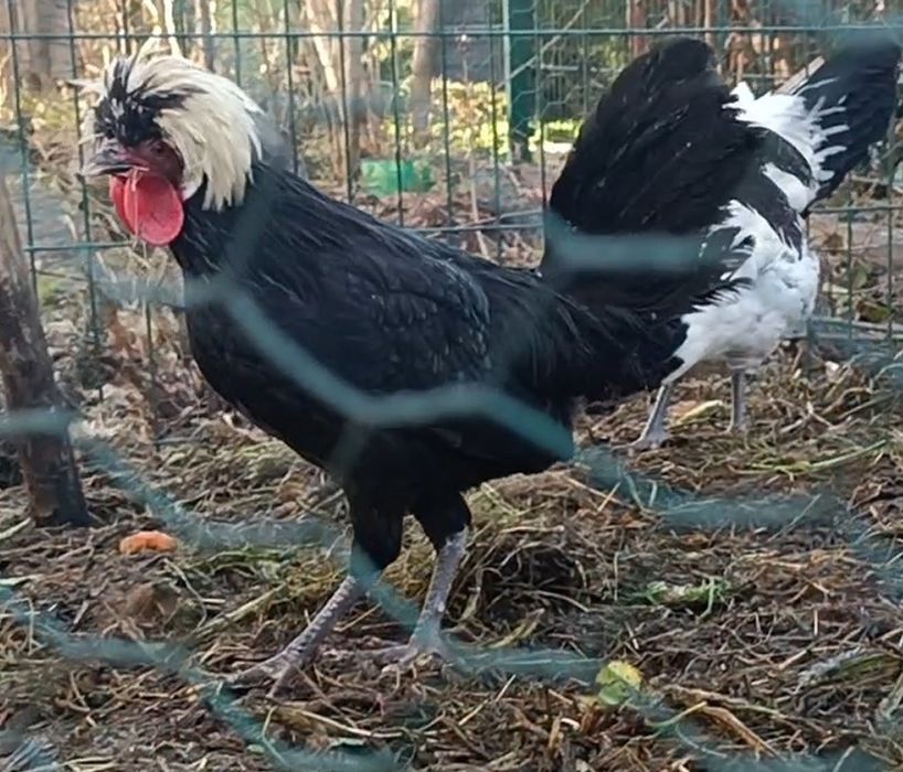 Czubatki 6 miesięcy kogutki ozdobne