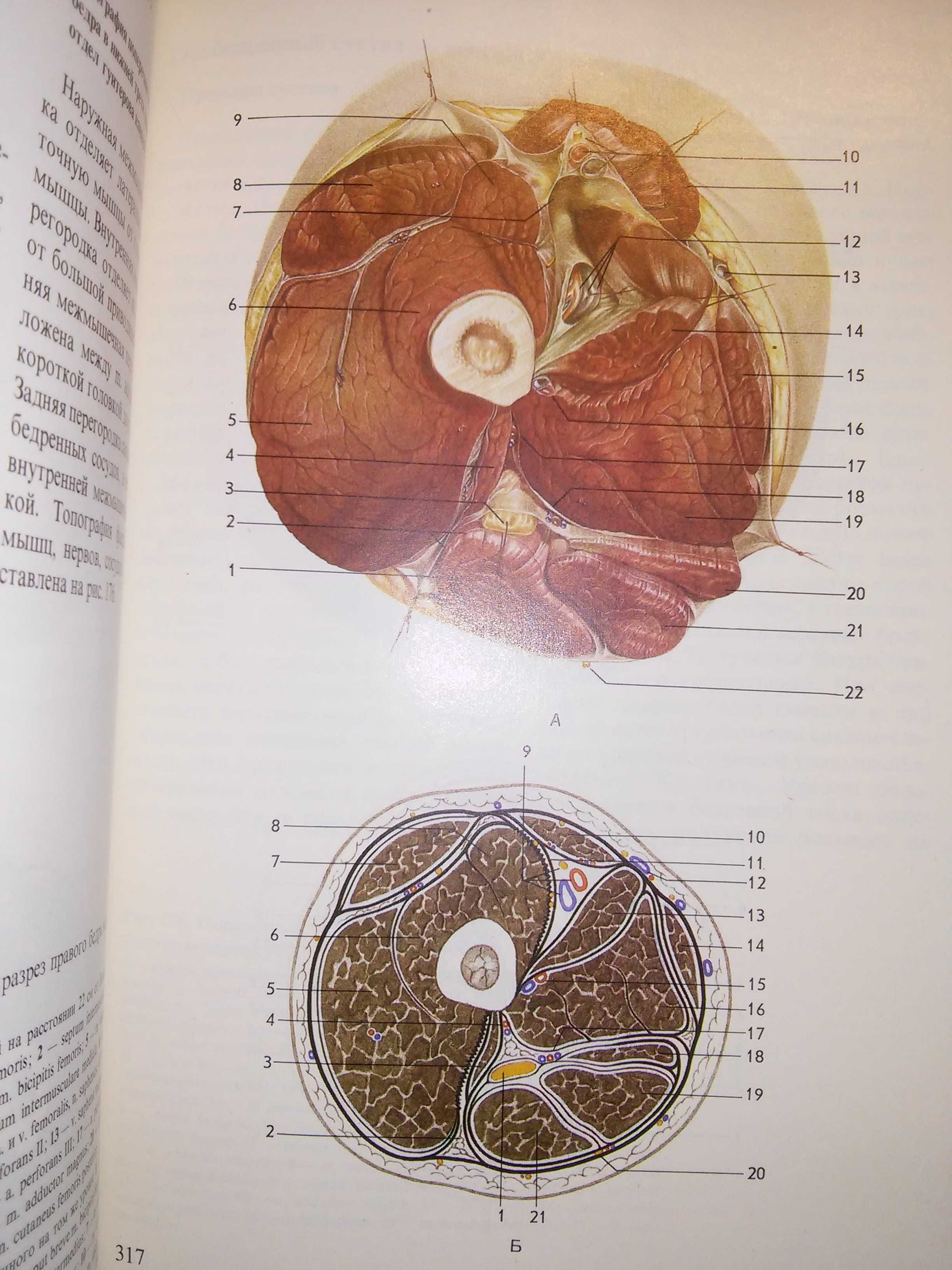 Кованов Травин Хирургическая анатомия конечностей 2-е изд. 1983
