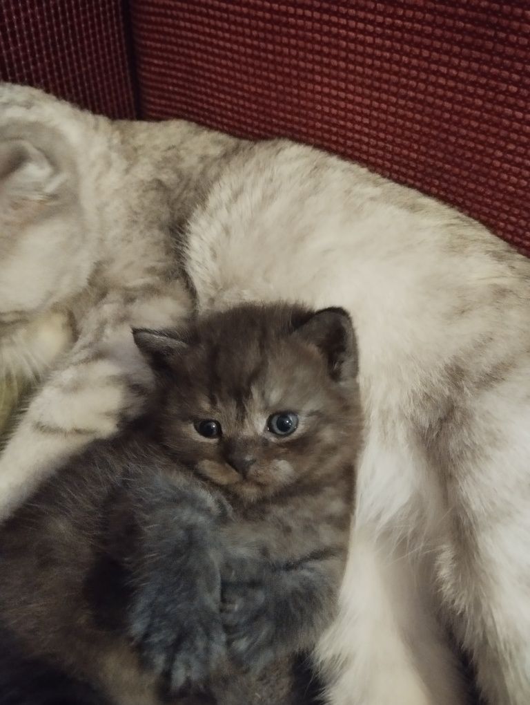 Шотландский котёнок