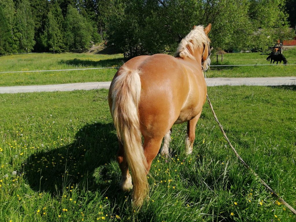 Sprzedam klacz zimnokrwistą