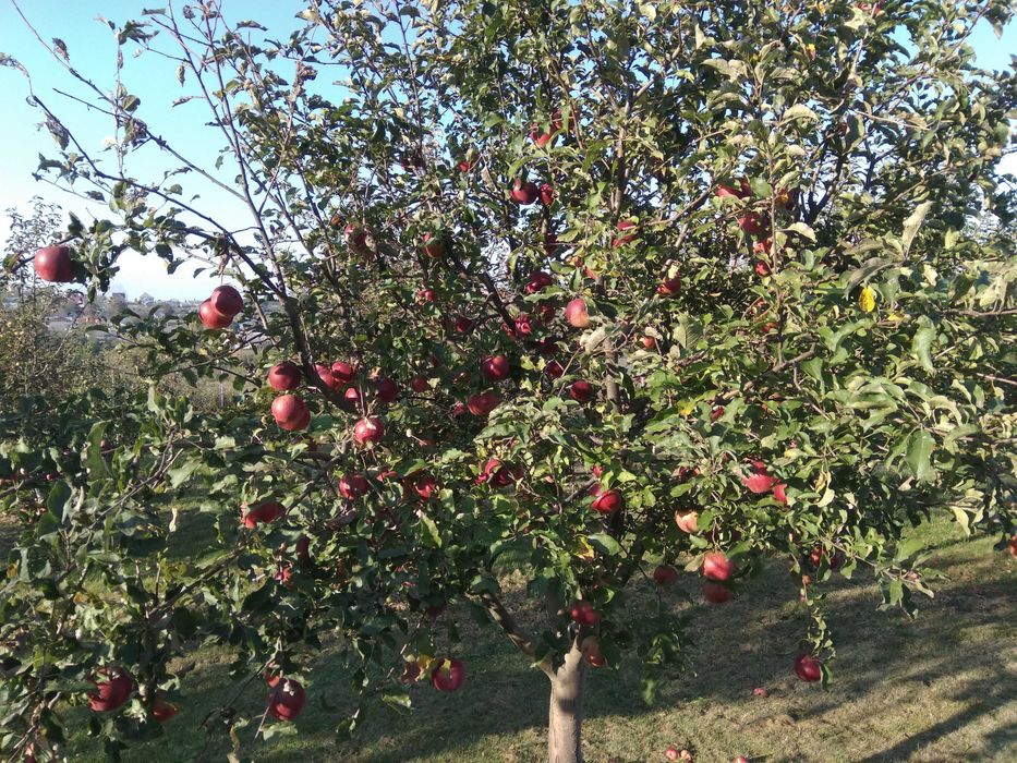 Продам будинок. Розташований в с.Тисовець 9 км від м.Чернівці
