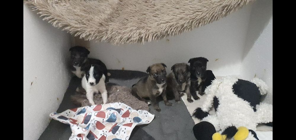 Шукаємо родину для цуценяток