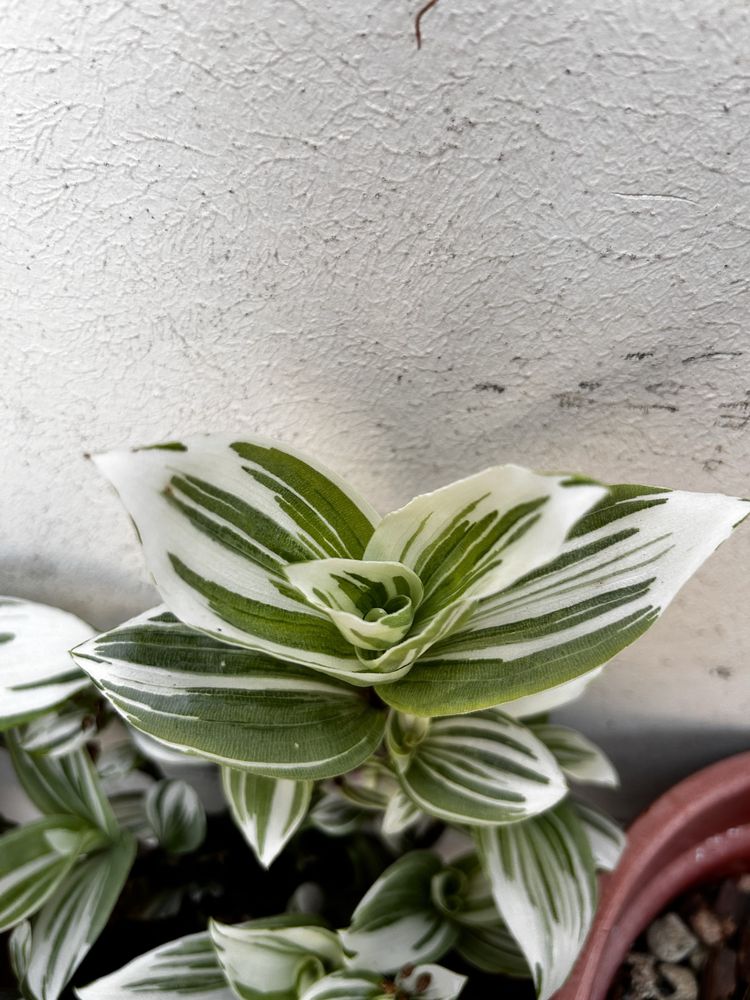 Tradescantia sillamontana, albiflora 'Nanouk', brightness, zebrina