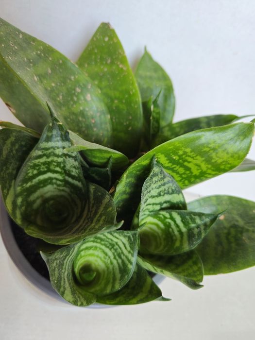 Planta Espada de São Jorge em Vaso Plástico 12 cm