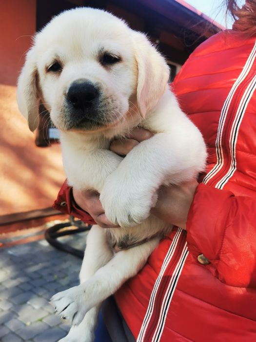 Labrador retriever - mocny biały  samiec