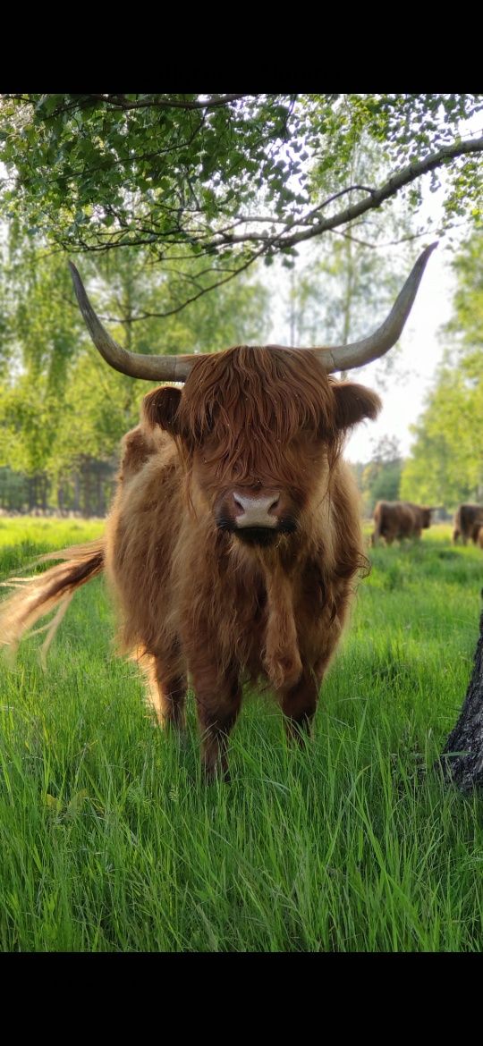 Wołowina Highland z własnej ekologicznej hodowli
