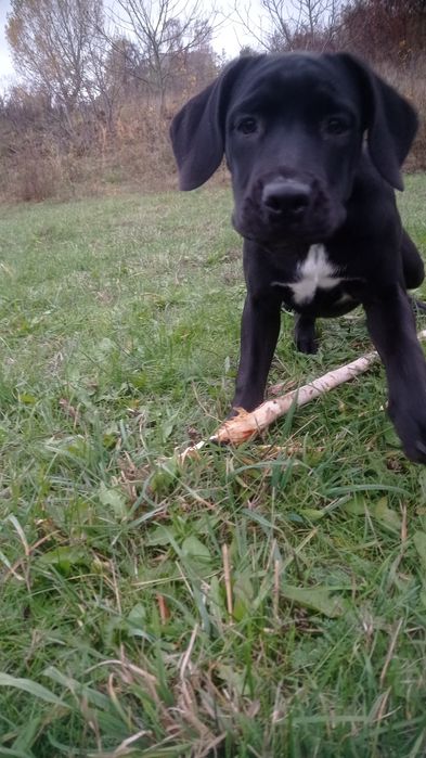 Кане-корсо.девачки .