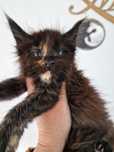 Maine coon kotka kocieta