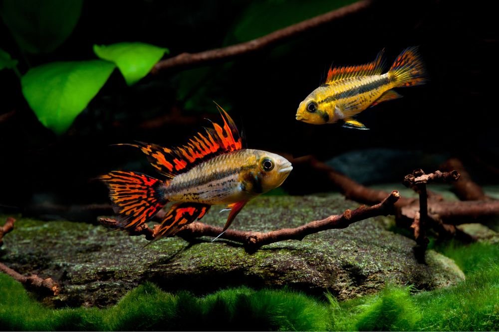 Casais Apistogramma Cacatuoides Double Red 4-5cm