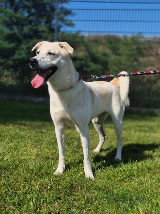 Piękna Samira szuka domu