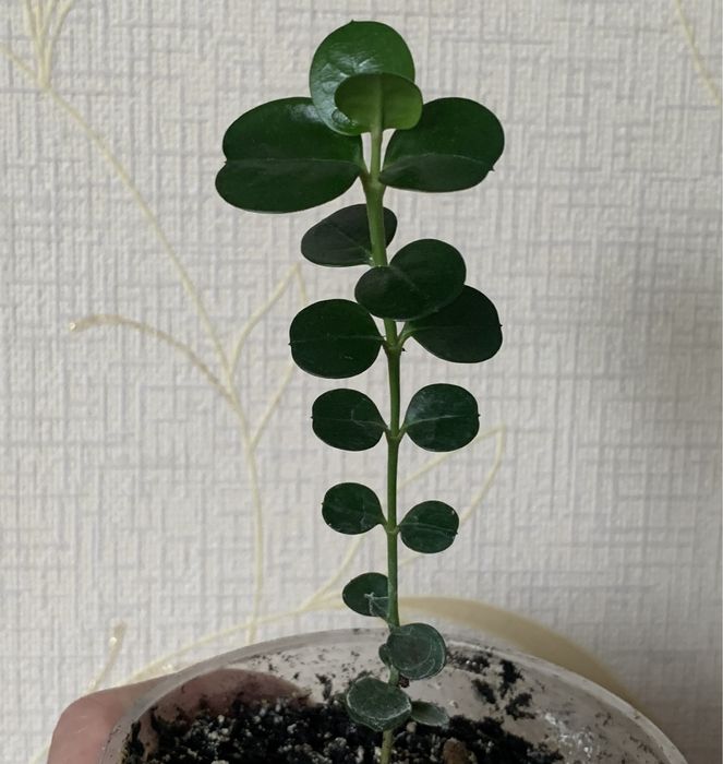 Каріса або кімнатна слива, сіянці