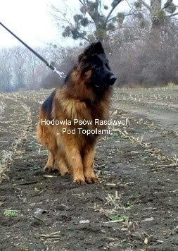 SUPER szczeniak /Owczarek niemiecki długowłosy