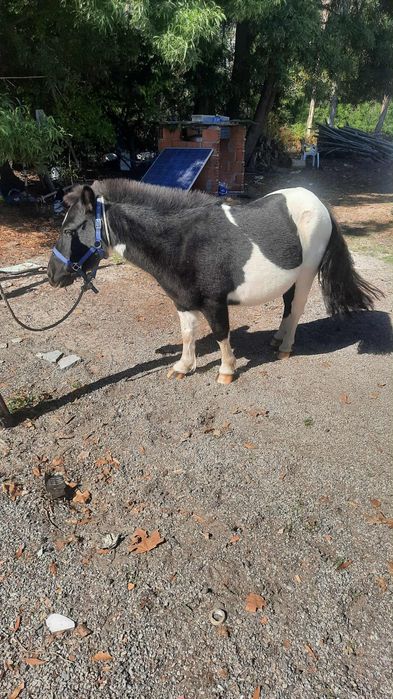 Pónei cheia dum malhado