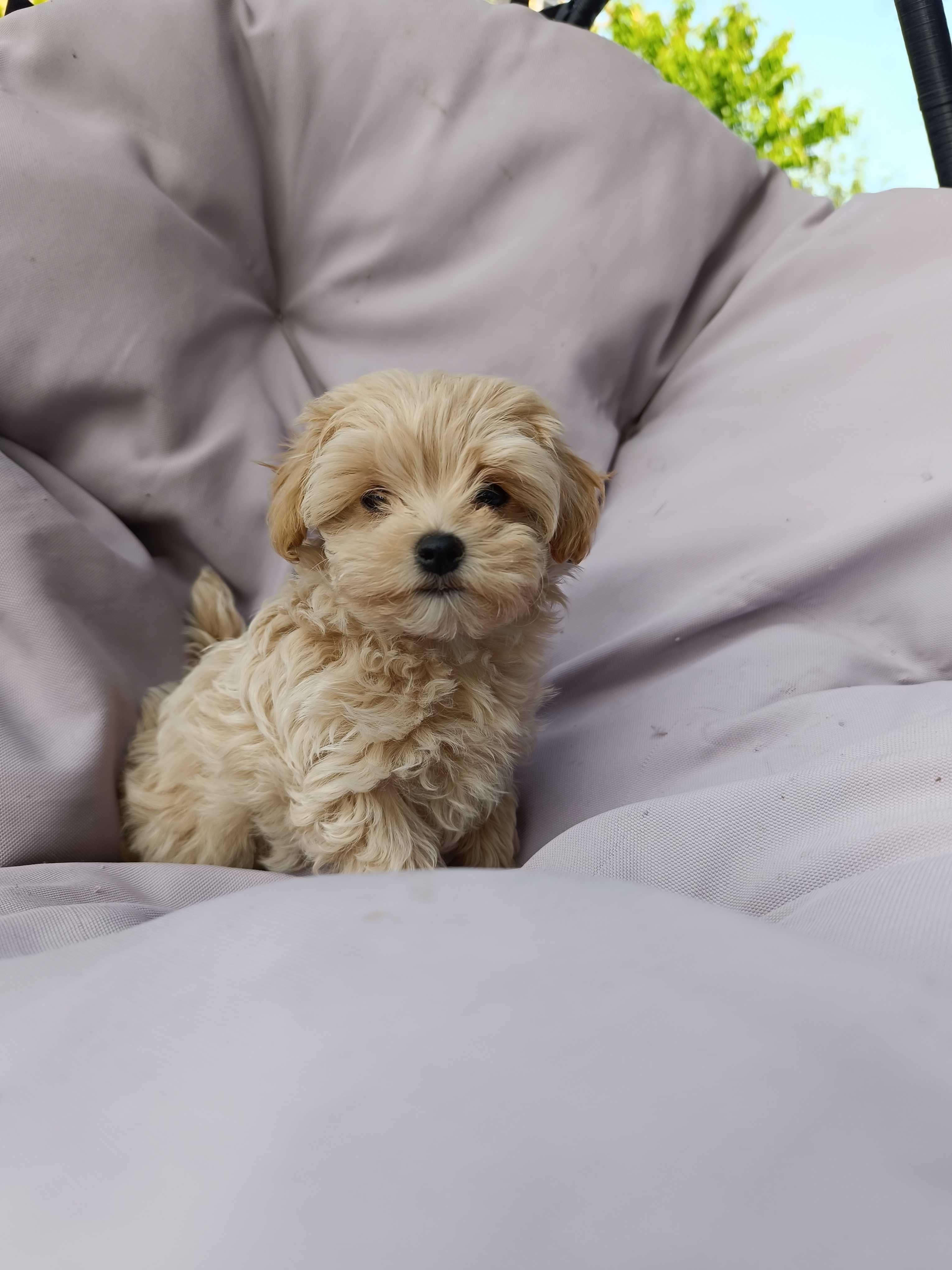 Szczeniak maltipoo