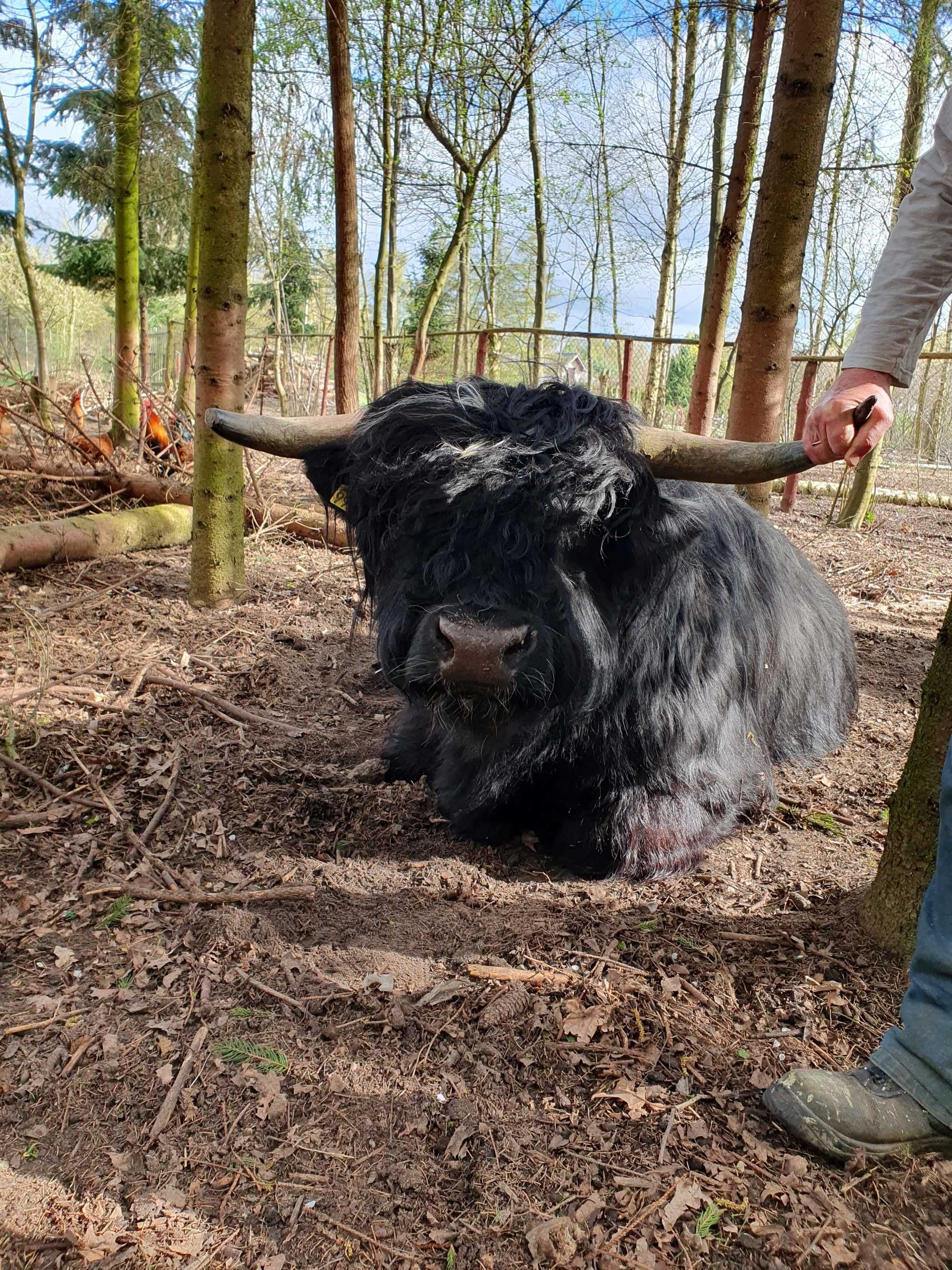 Bydło szkockie Highland Cattle byki