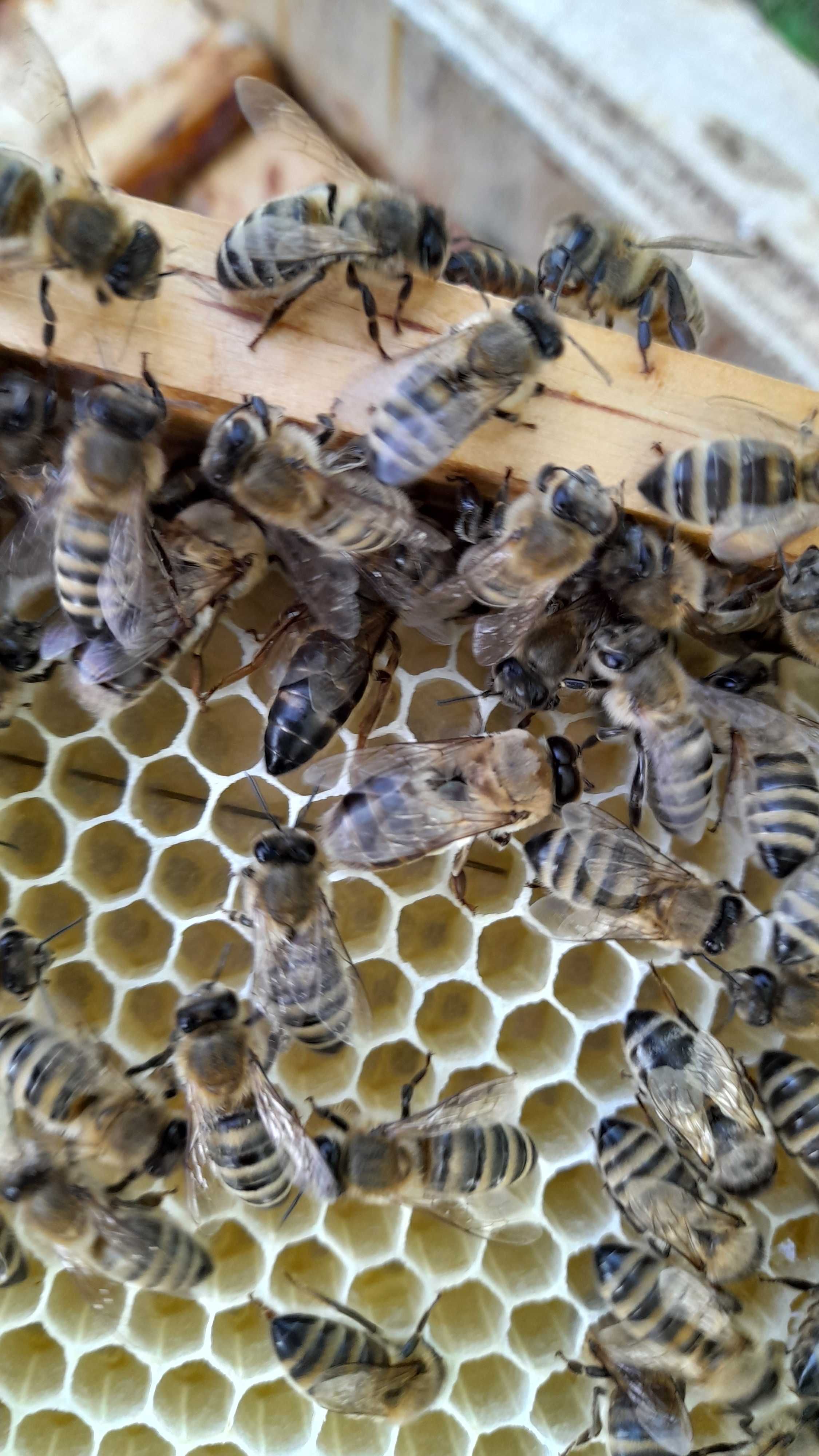 Pszczoły - rodziny pszczele na ramce warszawskiej zwykłej
