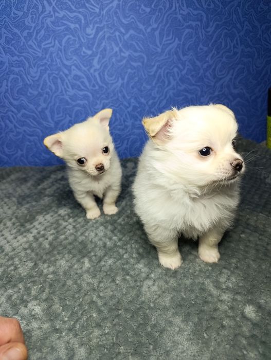 Щенки чихуахуа!!!