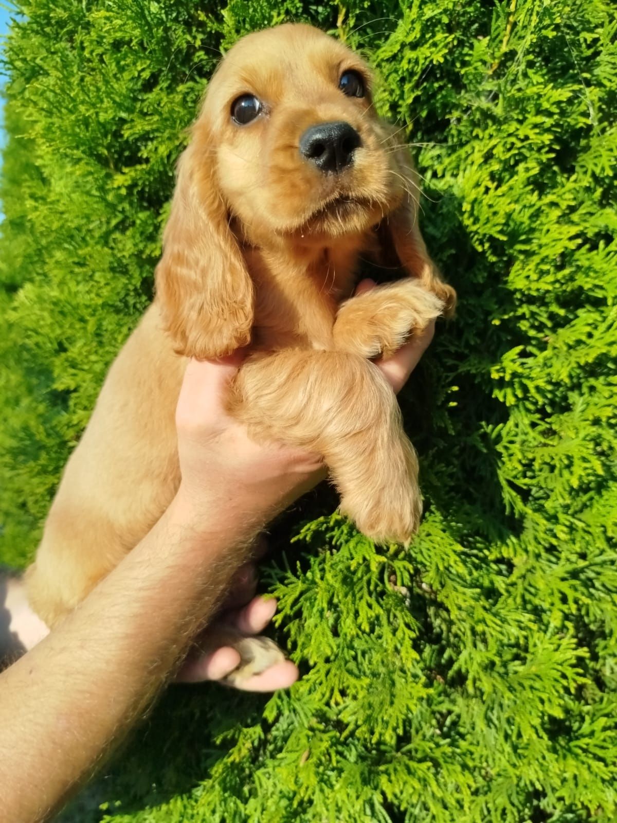 Piękny  Cocer Spaniel z rodowodem