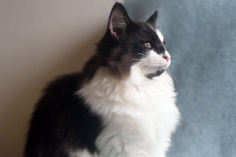 Gatinha Bosques da Noruega linda e com LOP