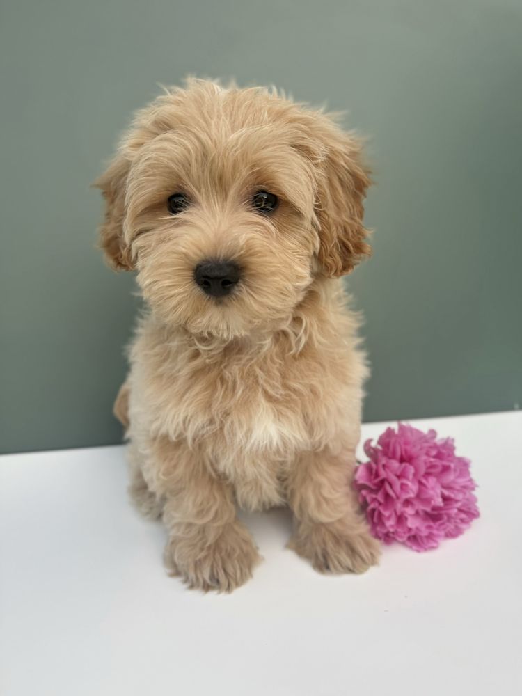 Maltipoo biszkoptowy piesek