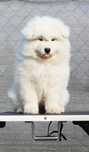 Samoyed Chłopiec ZkwP FCI Gotowy do odbioru