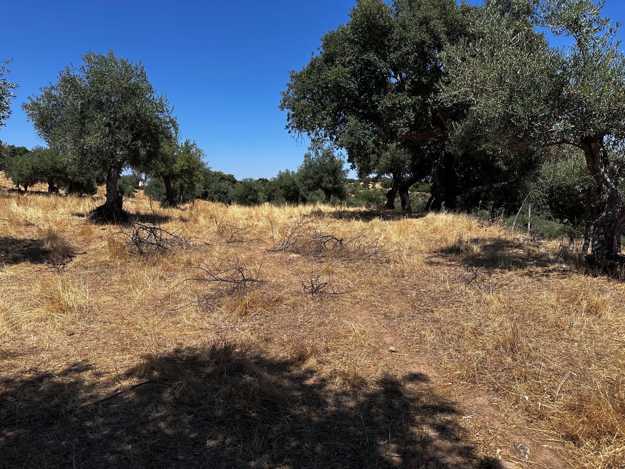 Terreno Rustico com Oliveiras - Zebreira