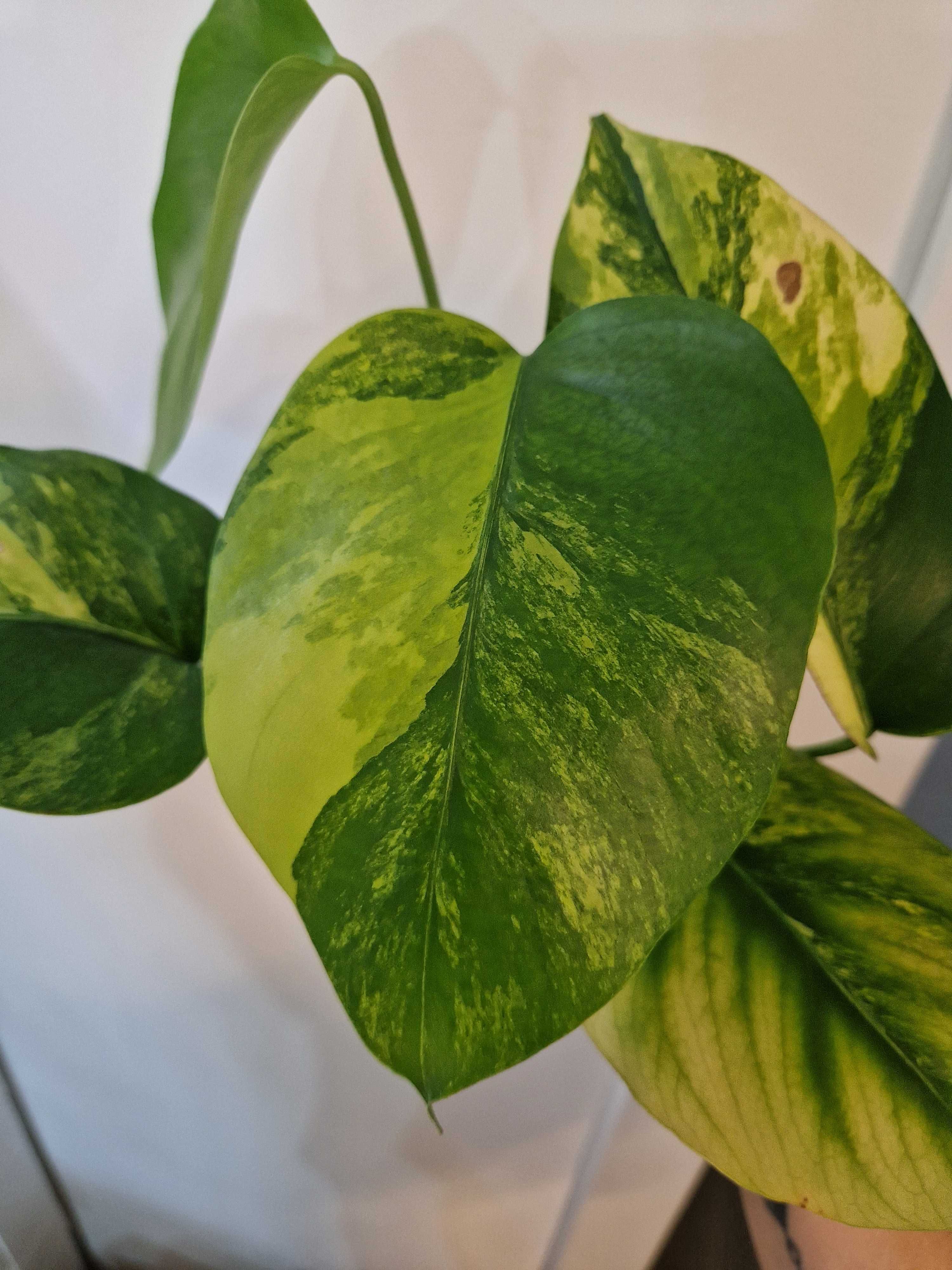 Monstera marmorata aurea 5 liści