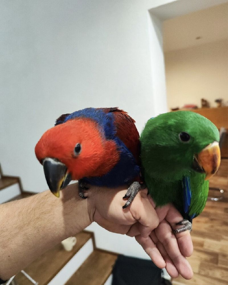 Благородные попугаи ,эклектус выкормыши мальчик и девочка