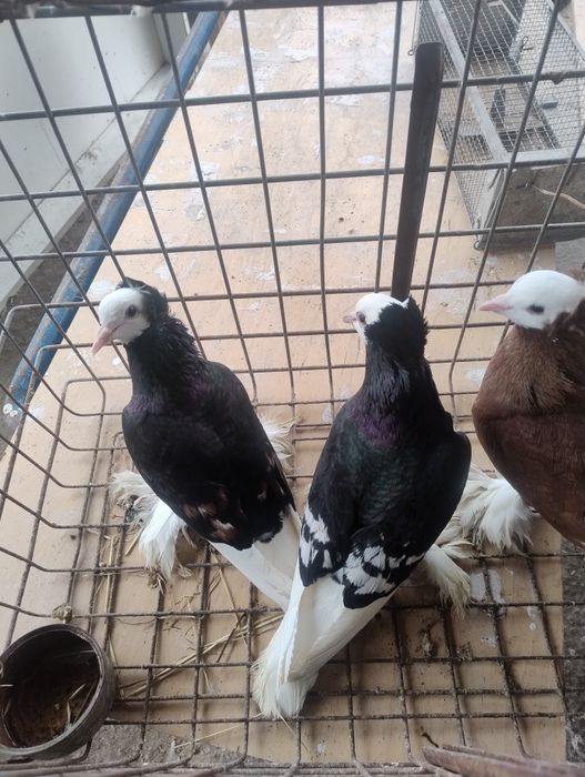 Gołębie ozdobne mnichy