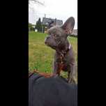 Buldog francuski