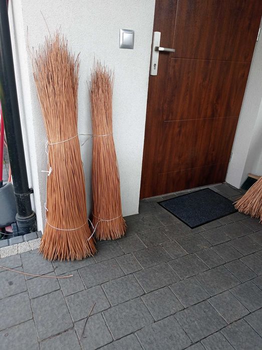 Wiklina korowana 100-180cm