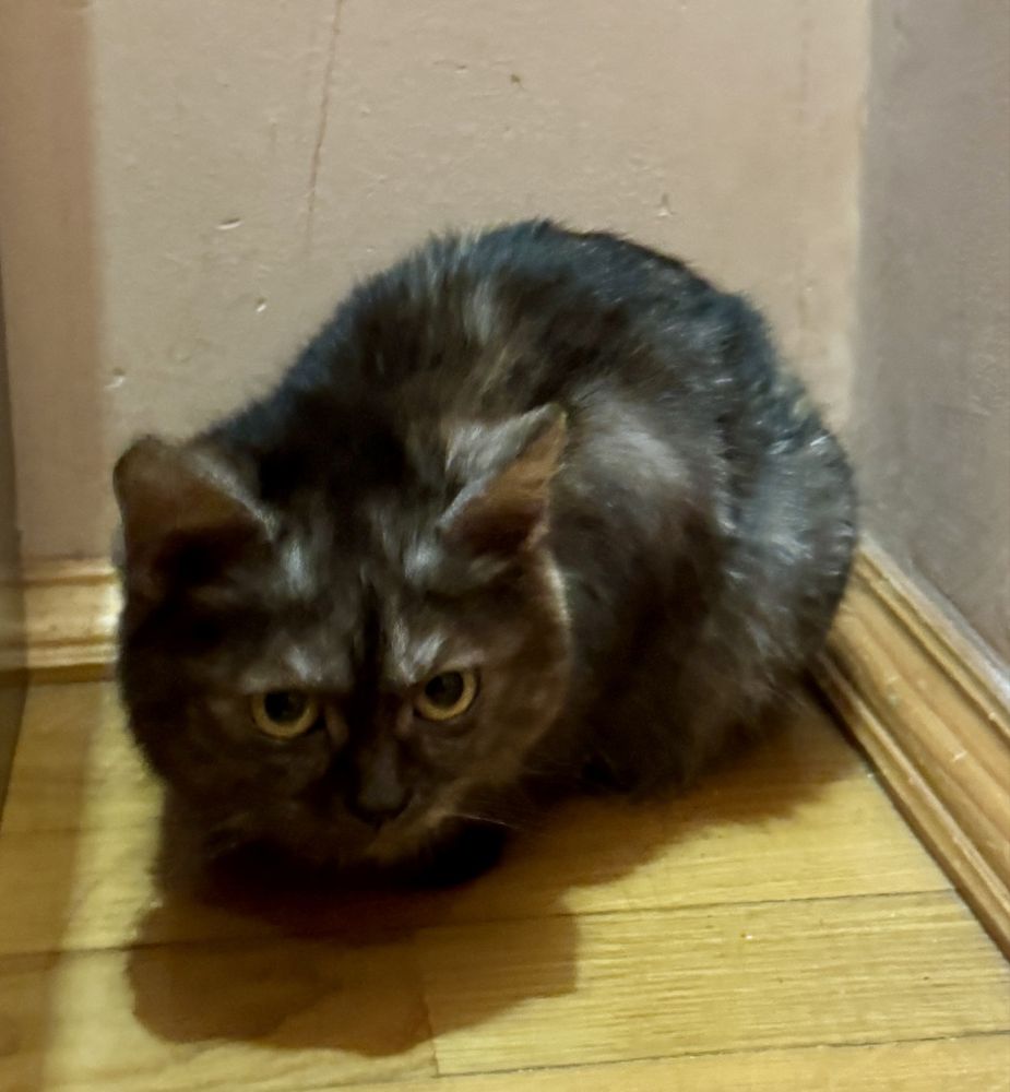 Коти Безкоштовно  2 шт