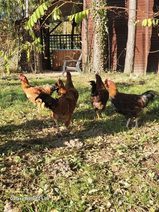 Koguciki 3 miesieczne