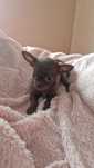 Chihuahua sunia czekoladowa, juz do odbioru