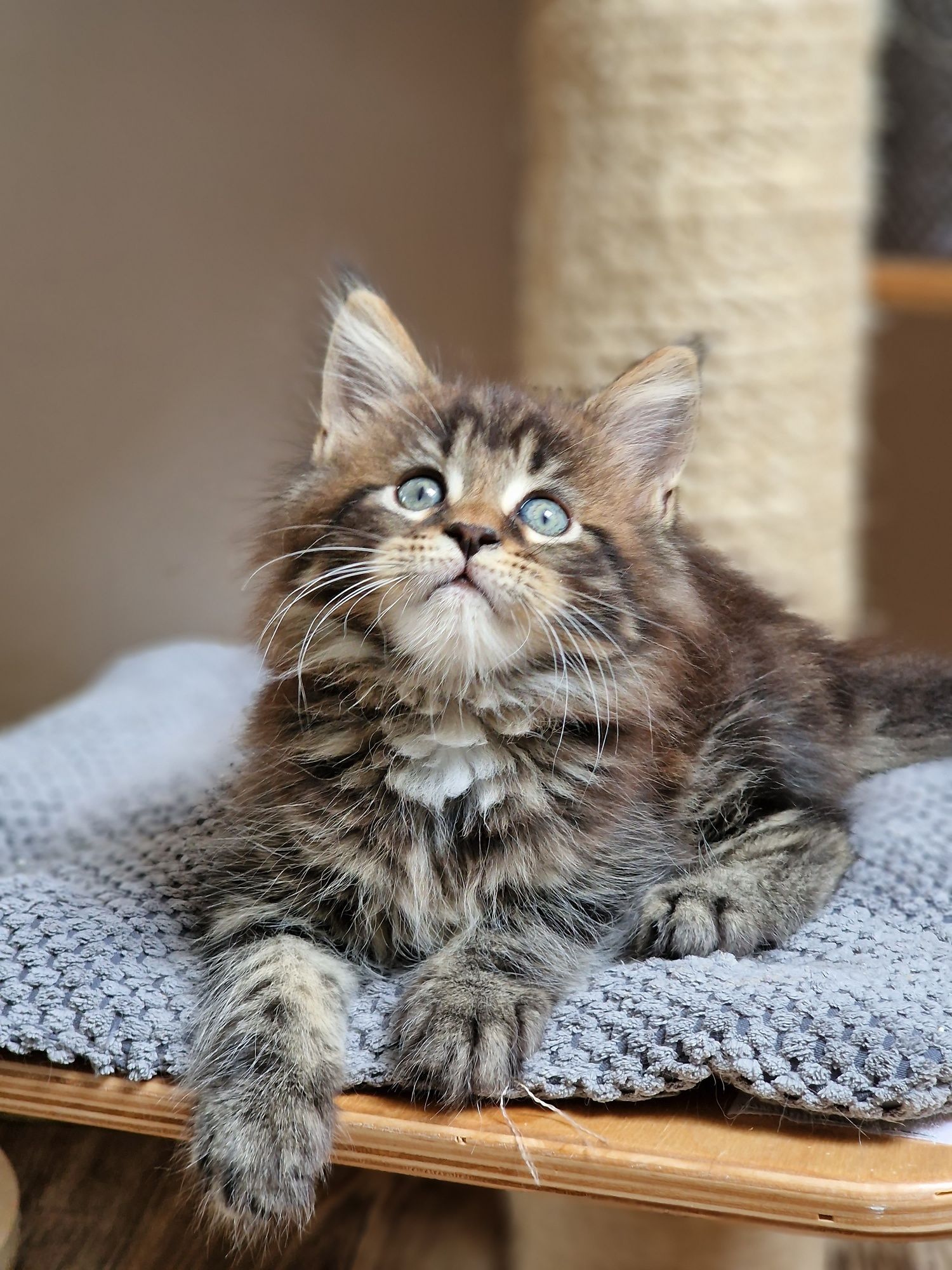 Kocurek Maine Coon