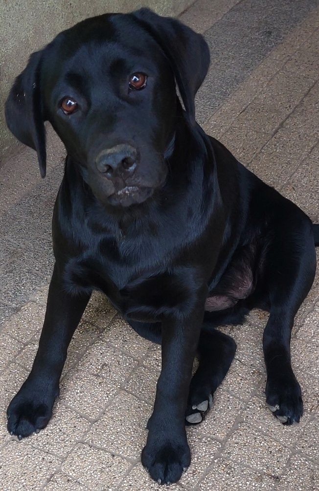 Labrador Retriever SUCZKA