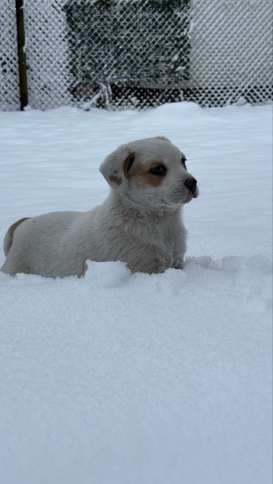 Oddam pieska w dobre rece