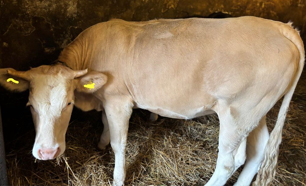 Jałówka MM blonde d’aquitaine x simentaler mleczny