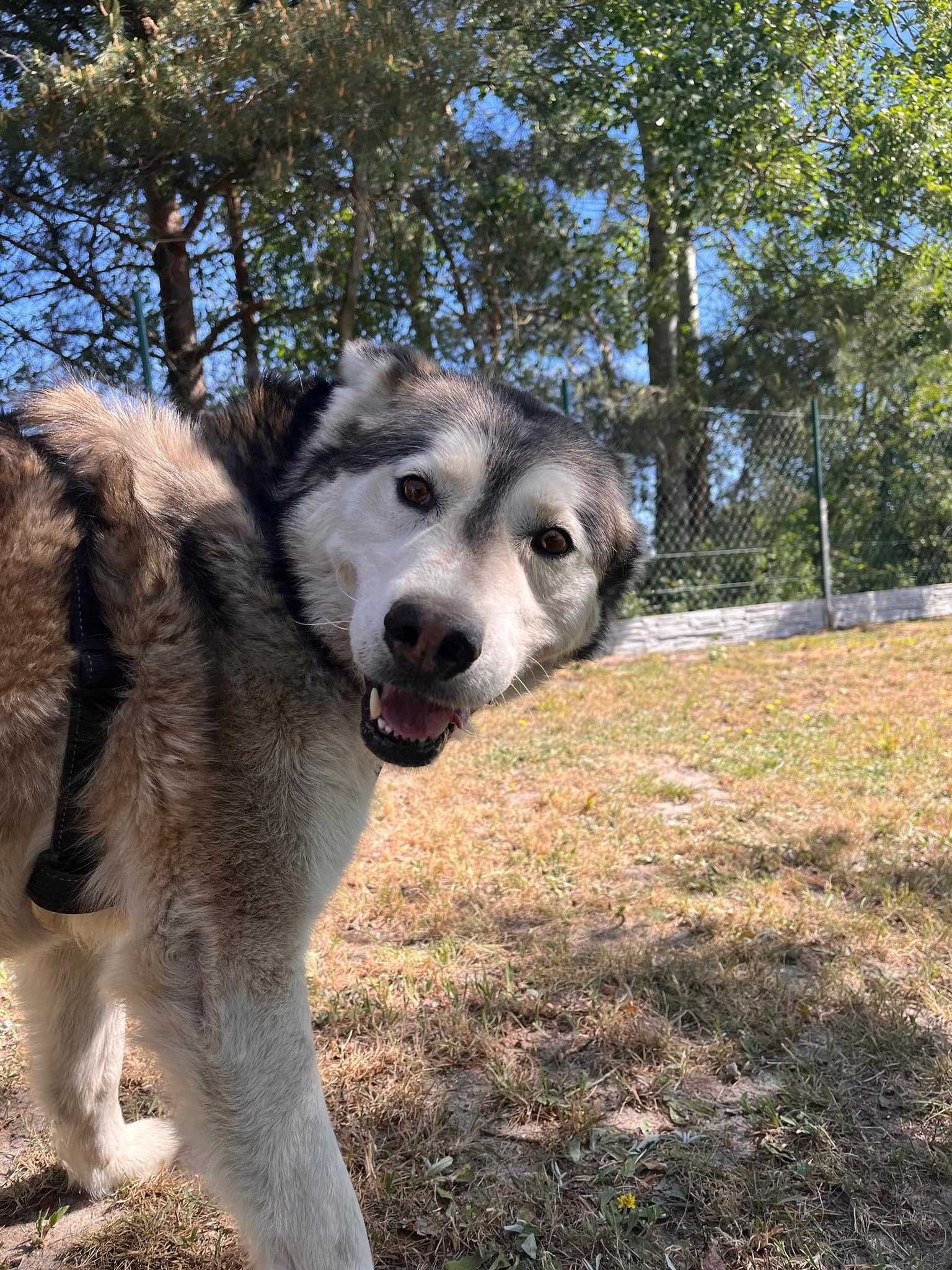 husky mix imbir w schronisku w lututowie aktualne