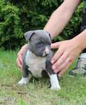Amstaff American Staffordshire Terrier Amstaf BLUE błękitne